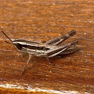 Macrotona australis at Jerrabomberra, NSW - 6 Nov 2024