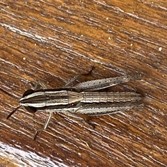 Macrotona australis at Jerrabomberra, NSW - 6 Nov 2024