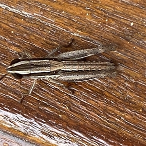 Macrotona australis at Jerrabomberra, NSW - 6 Nov 2024