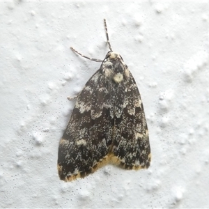 Halone coryphoea (Eastern Halone moth) at Belconnen, ACT by JohnGiacon