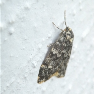 Halone coryphoea at Belconnen, ACT - 6 Nov 2024 06:07 PM