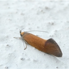 Delexocha ochrocausta (A concealer moth) at Belconnen, ACT - 6 Nov 2024 by JohnGiacon