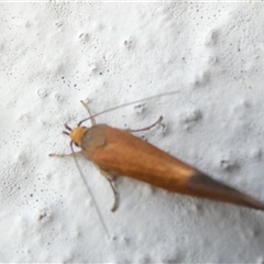 Delexocha ochrocausta at Belconnen, ACT - 6 Nov 2024