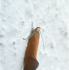 Delexocha ochrocausta at Belconnen, ACT - 6 Nov 2024 06:08 PM