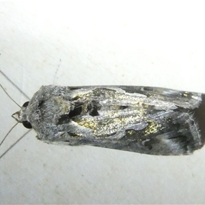 Chrysodeixis argentifera (Tobacco Looper) at Belconnen, ACT by JohnGiacon