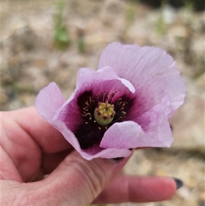 Papaver somniferum at Captains Flat, NSW - 6 Nov 2024