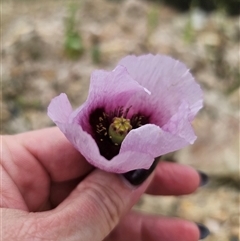 Papaver somniferum at Captains Flat, NSW - 6 Nov 2024