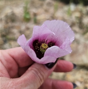 Papaver somniferum at Captains Flat, NSW - 6 Nov 2024