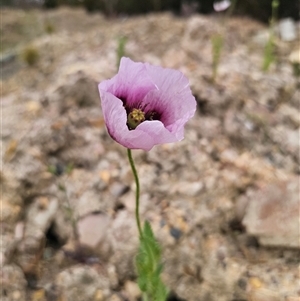 Papaver somniferum at Captains Flat, NSW - 6 Nov 2024