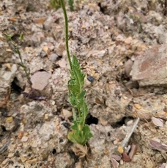 Papaver somniferum at Captains Flat, NSW - 6 Nov 2024