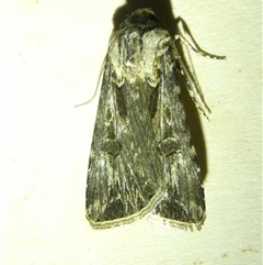 Agrotis munda (Brown Cutworm) at Belconnen, ACT - 6 Nov 2024 by JohnGiacon