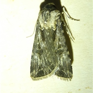 Agrotis munda at Belconnen, ACT by JohnGiacon