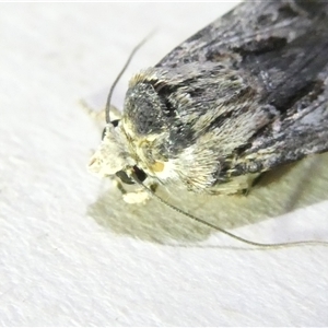 Agrotis munda at Belconnen, ACT - 6 Nov 2024 07:52 PM