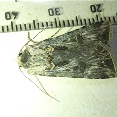 Agrotis munda at Belconnen, ACT - 6 Nov 2024