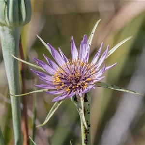 Tragopogon porrifolius at Whitlam, ACT - 6 Nov 2024