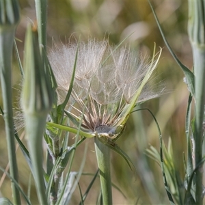 Tragopogon porrifolius at Whitlam, ACT - 6 Nov 2024