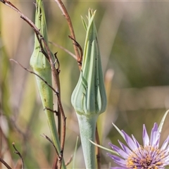 Tragopogon porrifolius at Whitlam, ACT - 6 Nov 2024