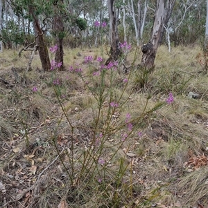 Comesperma ericinum (Heath Milkwort) at Bungendore, NSW by clarehoneydove