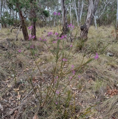 Comesperma ericinum (Heath Milkwort) at Bungendore, NSW - 6 Nov 2024 by clarehoneydove