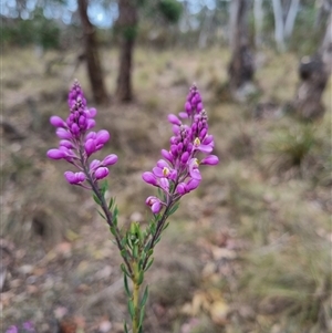 Comesperma ericinum at Bungendore, NSW - 6 Nov 2024