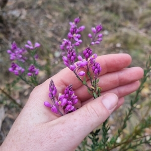 Comesperma ericinum at Bungendore, NSW - 6 Nov 2024