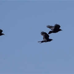 Corvus coronoides (Australian Raven) at Whitlam, ACT - 6 Nov 2024 by AlisonMilton