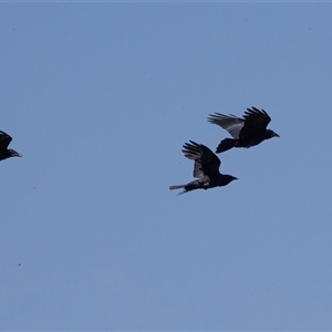 Corvus coronoides at Whitlam, ACT - 6 Nov 2024 09:36 AM