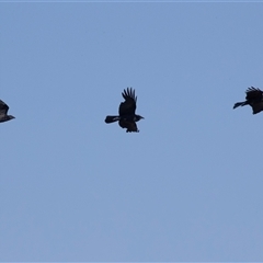 Corvus coronoides at Whitlam, ACT - 6 Nov 2024 09:36 AM