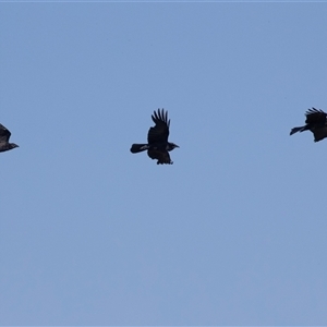 Corvus coronoides at Whitlam, ACT - 6 Nov 2024 09:36 AM