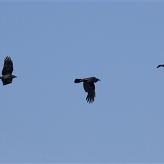 Corvus coronoides at Whitlam, ACT - 6 Nov 2024 09:36 AM