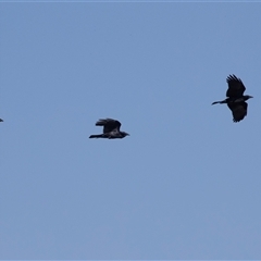 Corvus coronoides at Whitlam, ACT - 6 Nov 2024