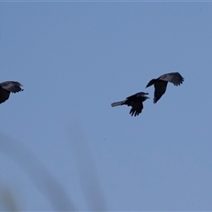 Corvus coronoides at Whitlam, ACT - 6 Nov 2024 09:36 AM