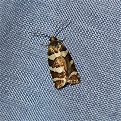 Subfurcatana subfurcatana (A Tortricid moth) at Braidwood, NSW - 6 Nov 2024 by MatthewFrawley