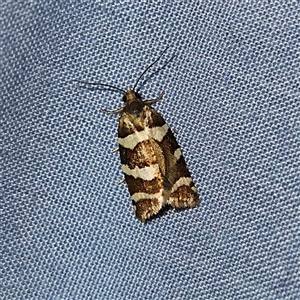 Subfurcatana subfurcatana (A Tortricid moth) at Braidwood, NSW by MatthewFrawley