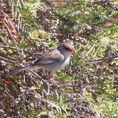 Malurus cyaneus (Superb Fairywren) at Whitlam, ACT - 6 Nov 2024 by AlisonMilton