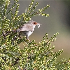 Malurus cyaneus at Whitlam, ACT - 6 Nov 2024