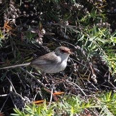 Malurus cyaneus at Whitlam, ACT - 6 Nov 2024