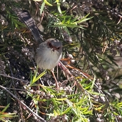 Malurus cyaneus at Whitlam, ACT - 6 Nov 2024