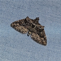 Phrissogonus laticostata (Apple looper moth) at Braidwood, NSW - 6 Nov 2024 by MatthewFrawley