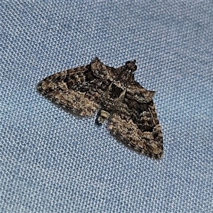 Phrissogonus laticostata (Apple looper moth) at Braidwood, NSW by MatthewFrawley