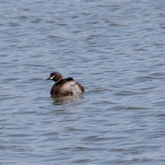 Tachybaptus novaehollandiae (Australasian Grebe) at Whitlam, ACT - 5 Nov 2024 by AlisonMilton