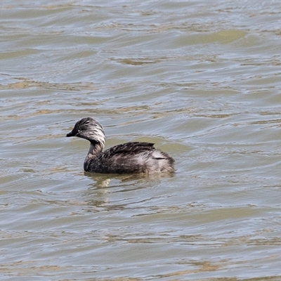 Poliocephalus poliocephalus (Hoary-headed Grebe) at Whitlam, ACT - 5 Nov 2024 by AlisonMilton