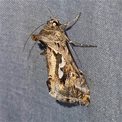 Chrysodeixis argentifera (Tobacco Looper) at Braidwood, NSW - 6 Nov 2024 by MatthewFrawley