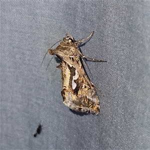 Chrysodeixis argentifera at Braidwood, NSW - 6 Nov 2024