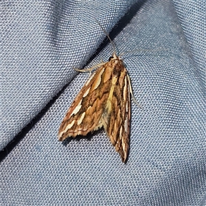 Meyrickella torquesauria (An Eribid Moth) at Braidwood, NSW by MatthewFrawley