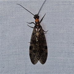 Archichauliodes (Riekochauliodes) guttiferus (Dobsonfly or Fishfly) at Braidwood, NSW - 6 Nov 2024 by MatthewFrawley