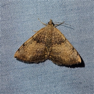 Chrysolarentia mecynata (Mecynata Carpet Moth) at Braidwood, NSW by MatthewFrawley