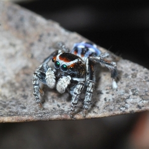 Maratus harrisi at Mount Clear, ACT - suppressed