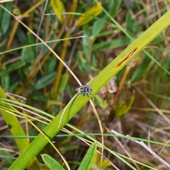 Maratus harrisi at Mount Clear, ACT - suppressed