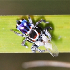 Maratus harrisi at Mount Clear, ACT - suppressed